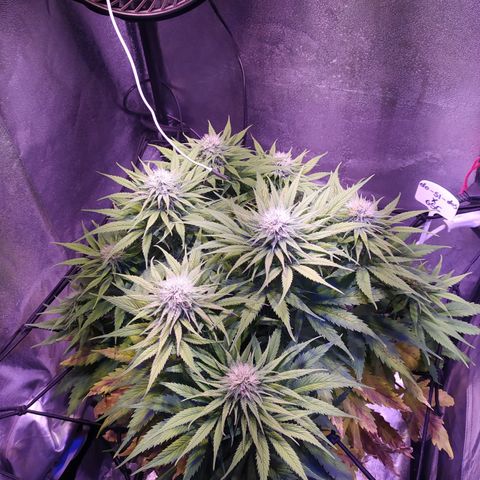 Double Cookies growlog timeline photo
