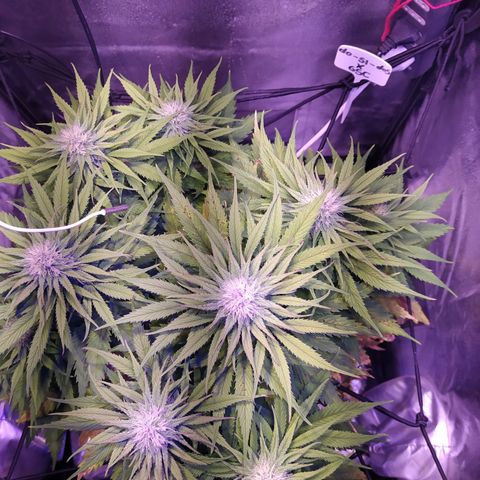 Double Cookies growlog timeline photo