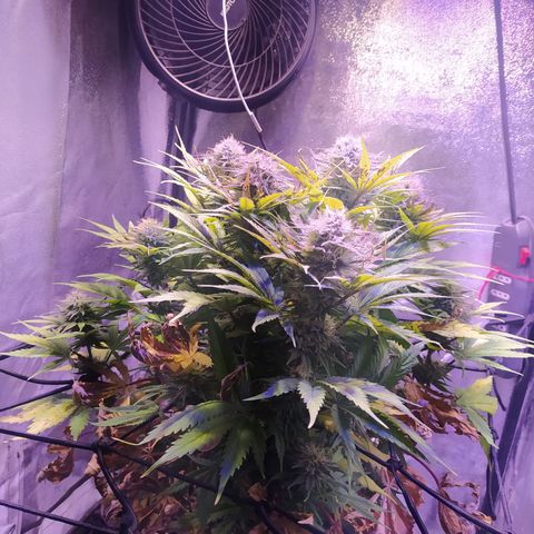 Double Cookies growlog timeline photo