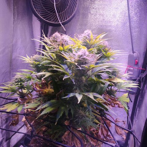 Double Cookies growlog timeline photo
