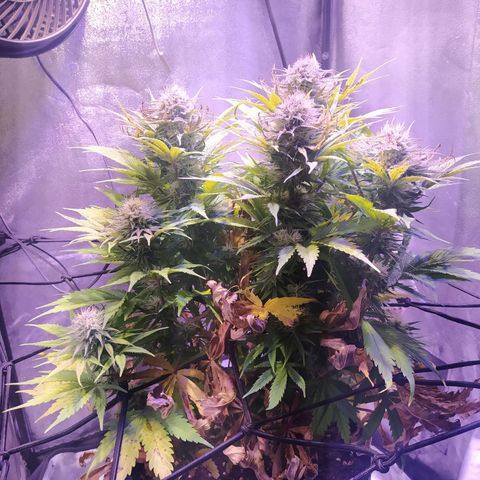 Double Cookies growlog timeline photo