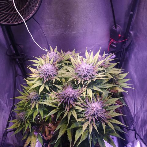 Double Cookies growlog timeline photo
