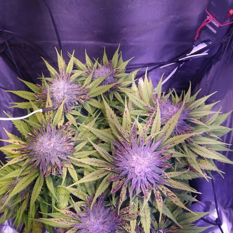 Double Cookies growlog timeline photo
