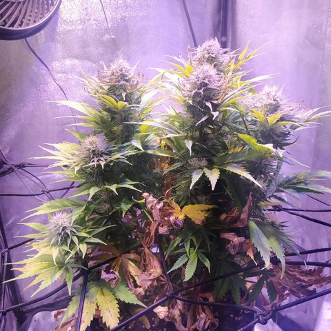 Double Cookies growlog timeline photo