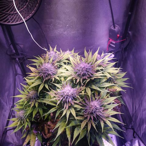 Double Cookies growlog timeline photo