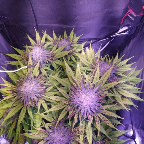 Double Cookies growlog timeline photo