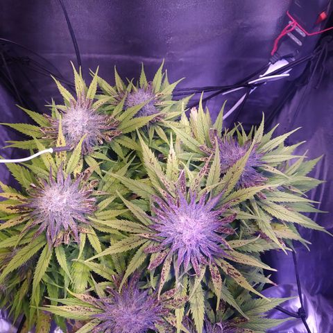 Double Cookies growlog timeline photo