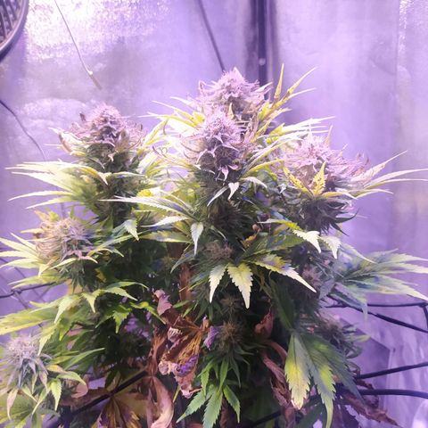Double Cookies growlog timeline photo