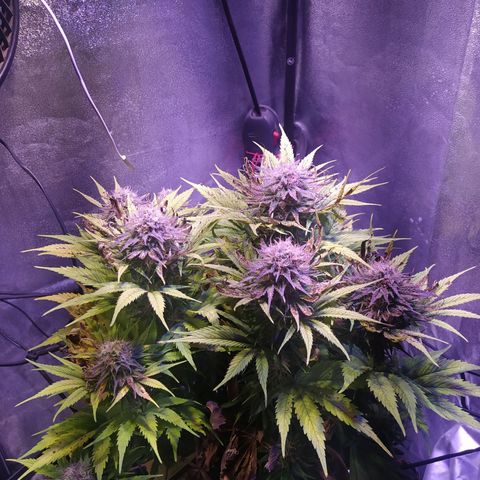 Double Cookies growlog timeline photo