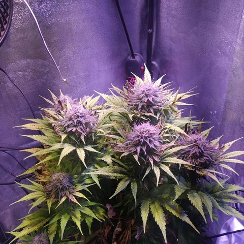 Double Cookies growlog timeline photo