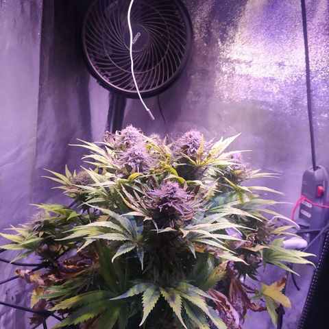 Double Cookies growlog timeline photo