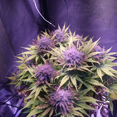 Double Cookies growlog timeline photo