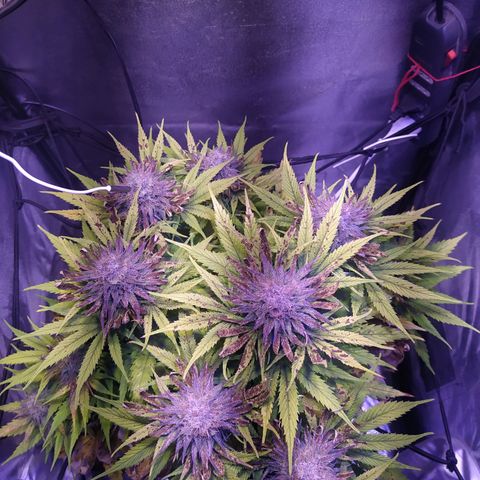 Double Cookies growlog timeline photo