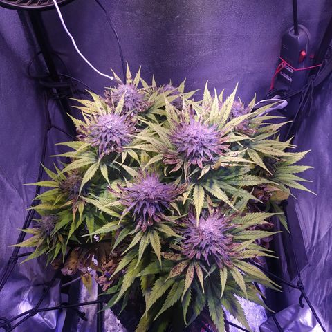Double Cookies growlog timeline photo