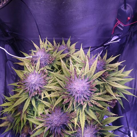 Double Cookies growlog timeline photo
