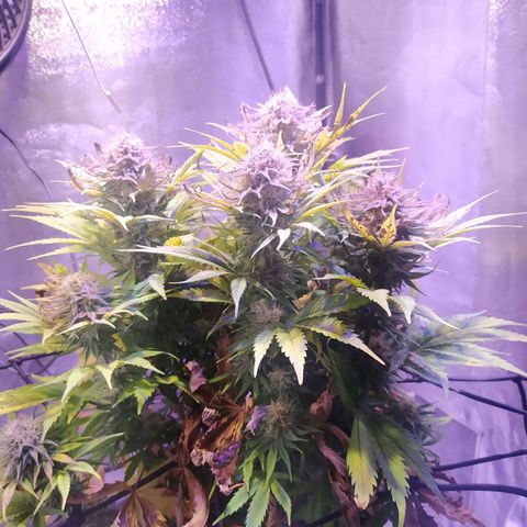 Double Cookies growlog timeline photo