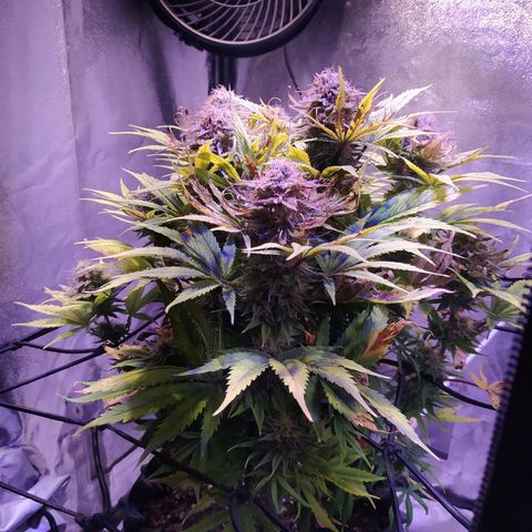 Double Cookies growlog timeline photo