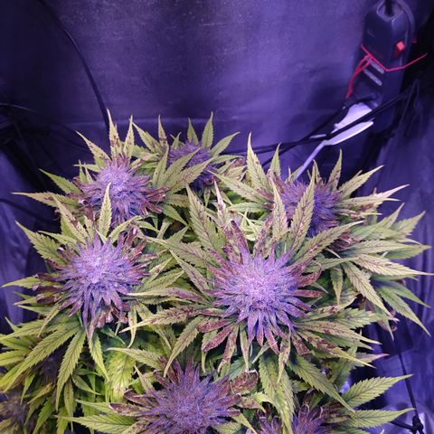 Double Cookies growlog timeline photo