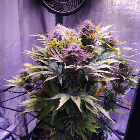 Double Cookies growlog timeline photo