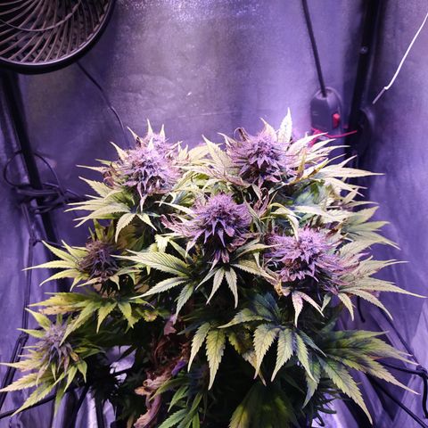 Double Cookies growlog timeline photo