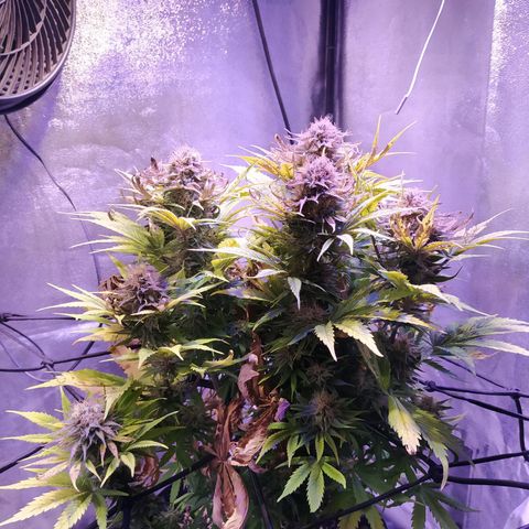 Double Cookies growlog timeline photo