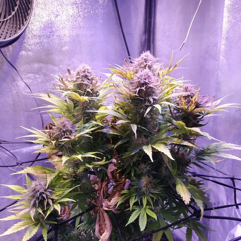 Double Cookies growlog timeline photo