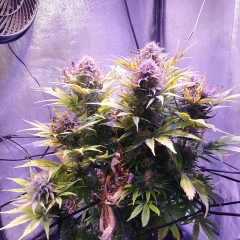 Double Cookies growlog timeline photo