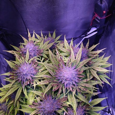 Double Cookies growlog timeline photo