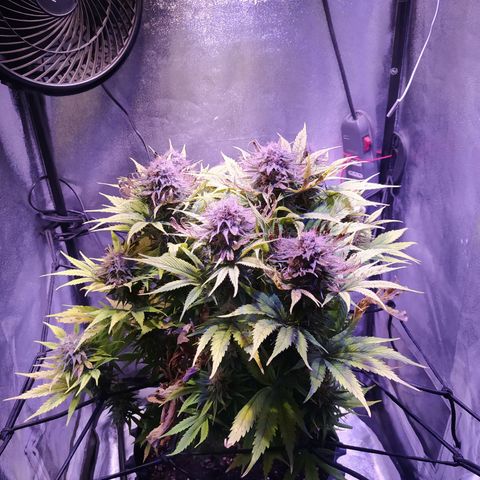 Double Cookies growlog timeline photo