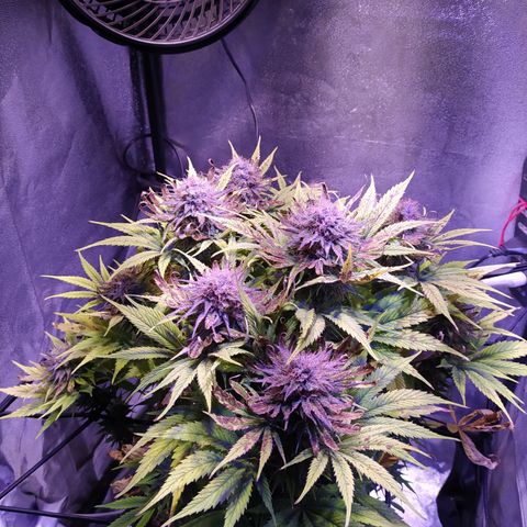 Double Cookies growlog timeline photo