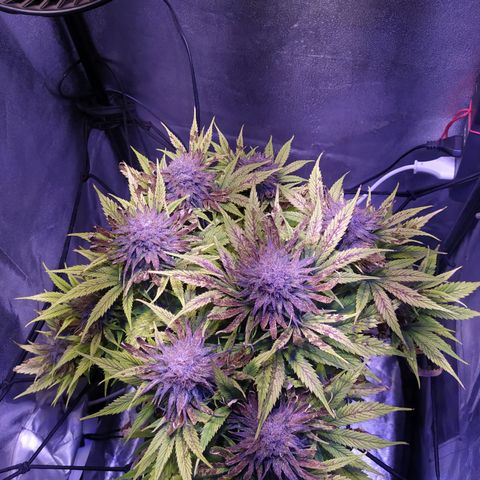 Double Cookies growlog timeline photo