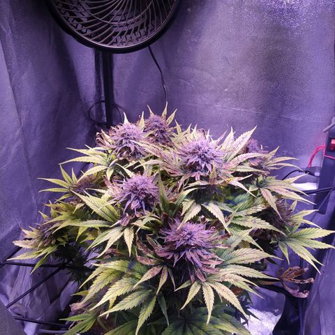 Double Cookies growlog timeline photo