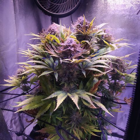 Double Cookies growlog timeline photo