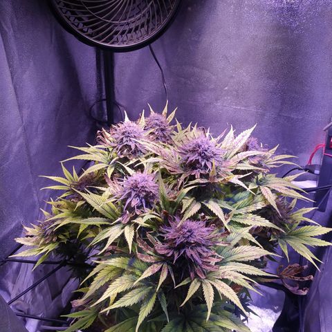Double Cookies growlog timeline photo