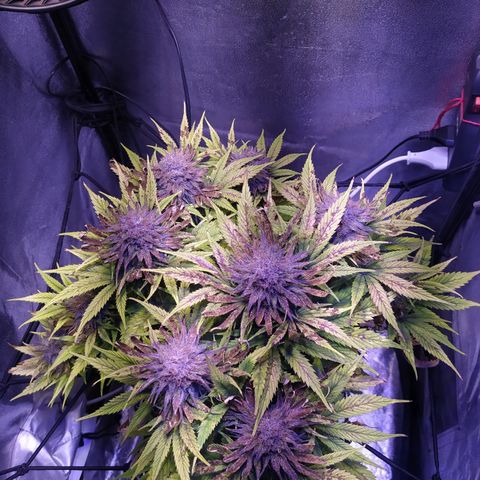 Double Cookies growlog timeline photo