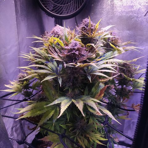 Double Cookies growlog timeline photo