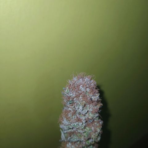 Double Cookies growlog timeline photo