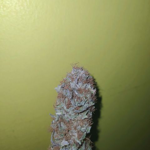 Double Cookies growlog timeline photo