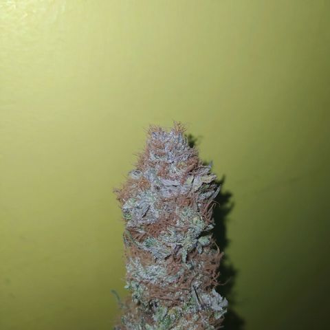 Double Cookies growlog timeline photo