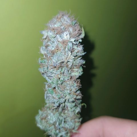 Double Cookies growlog timeline photo