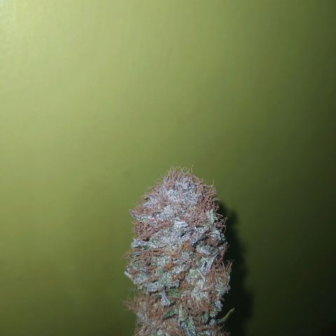 Double Cookies growlog timeline photo