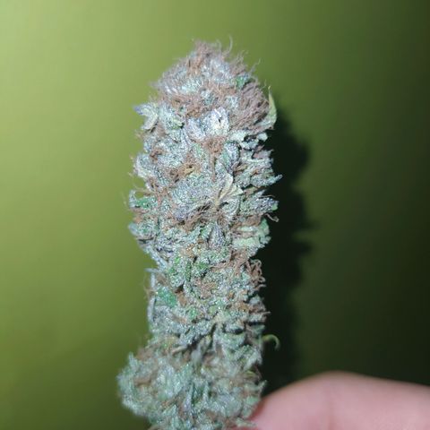Double Cookies growlog timeline photo