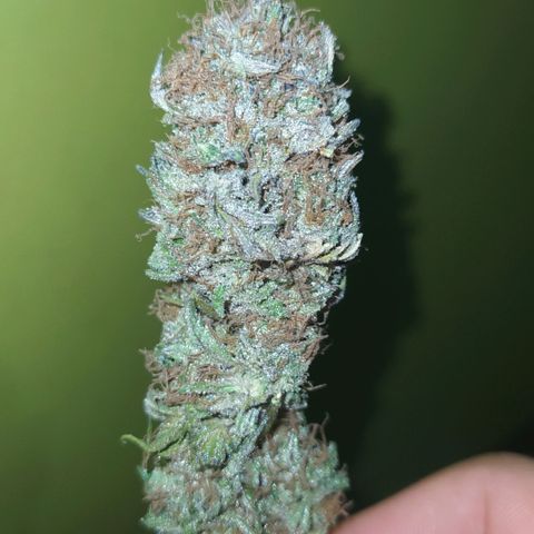 Double Cookies growlog timeline photo