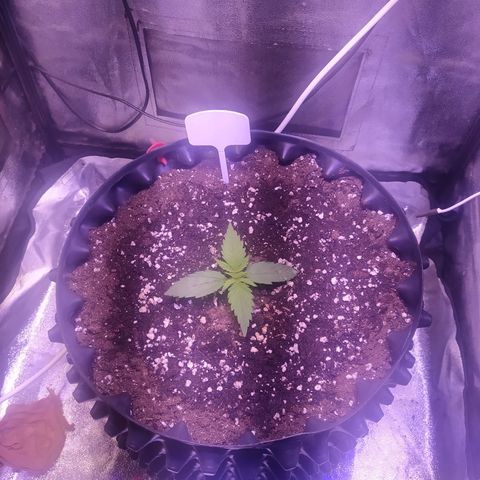 Cream Mandarine XL Auto growlog timeline photo
