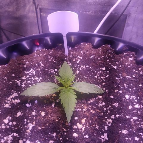 Cream Mandarine XL Auto growlog timeline photo