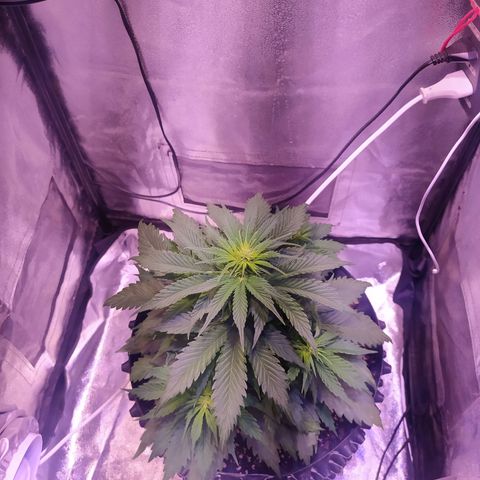 Cream Mandarine XL Auto growlog timeline photo