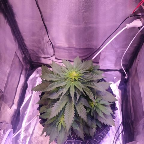 Cream Mandarine XL Auto growlog timeline photo