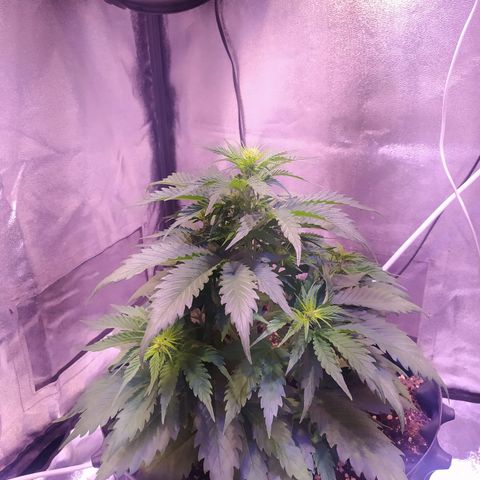 Cream Mandarine XL Auto growlog timeline photo
