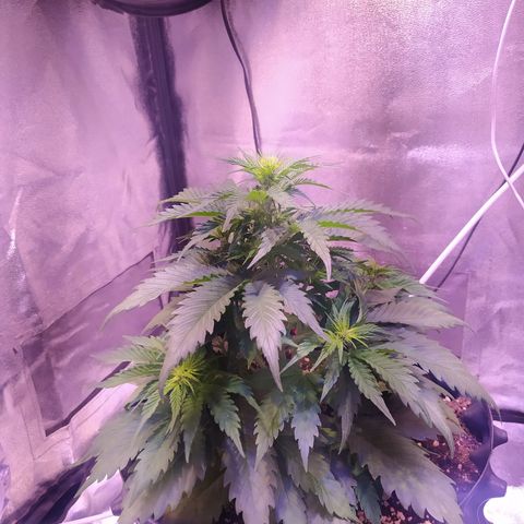 Cream Mandarine XL Auto growlog timeline photo