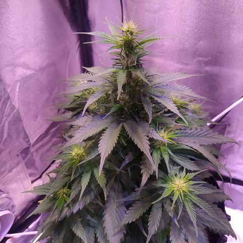 Cream Mandarine XL Auto growlog timeline photo